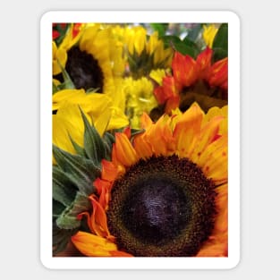 Orange Sunflowers Sticker